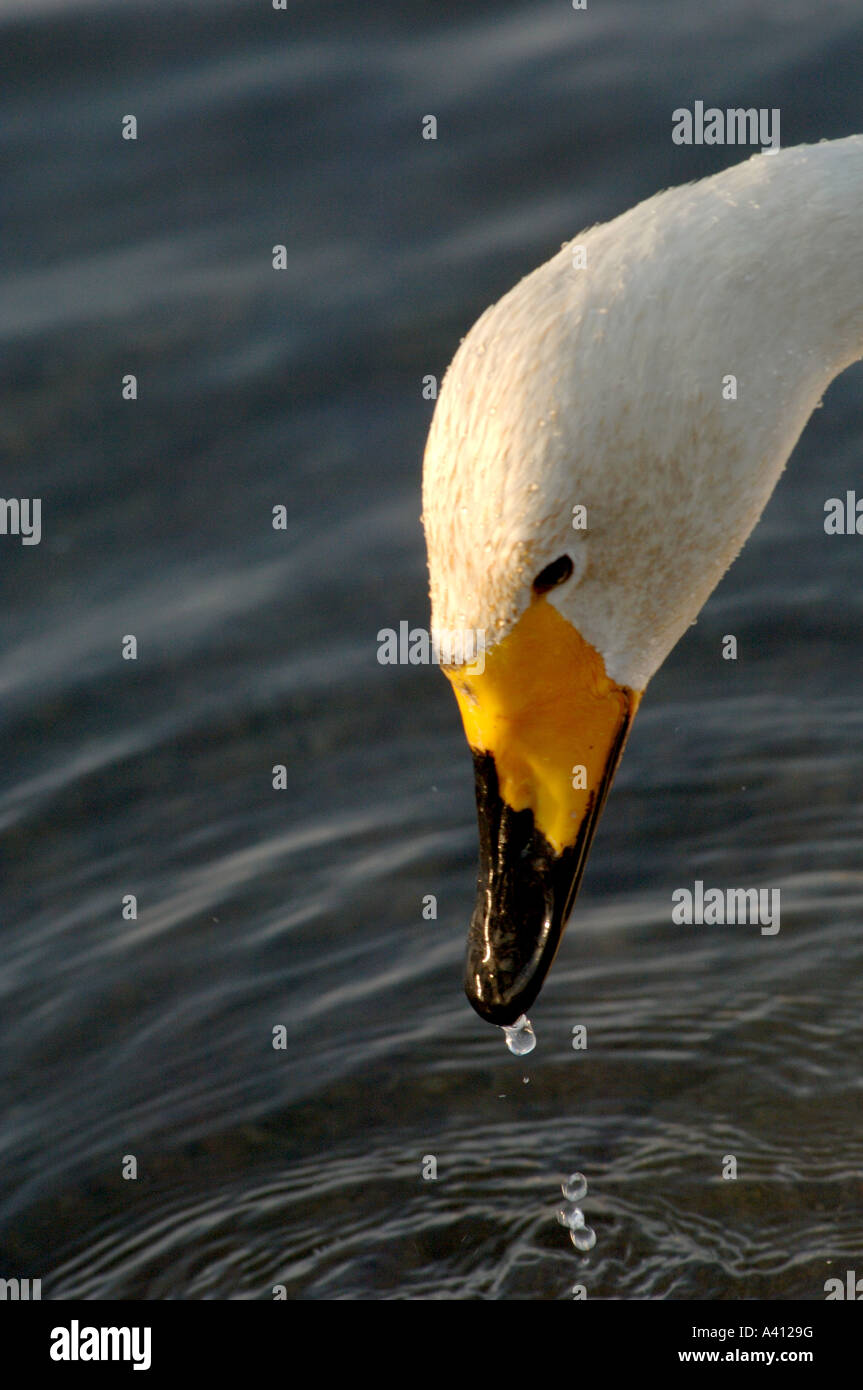 Cygne chanteur Cygnus cygnus potable Hokkaido au Japon en hiver Banque D'Images