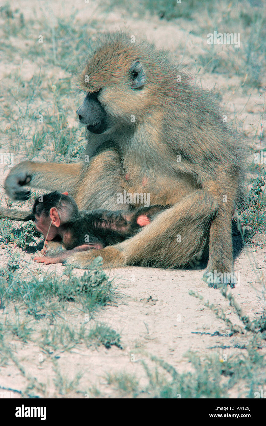 Babouin jaune assis avec bébé au Parc national Amboseli au Kenya Banque D'Images