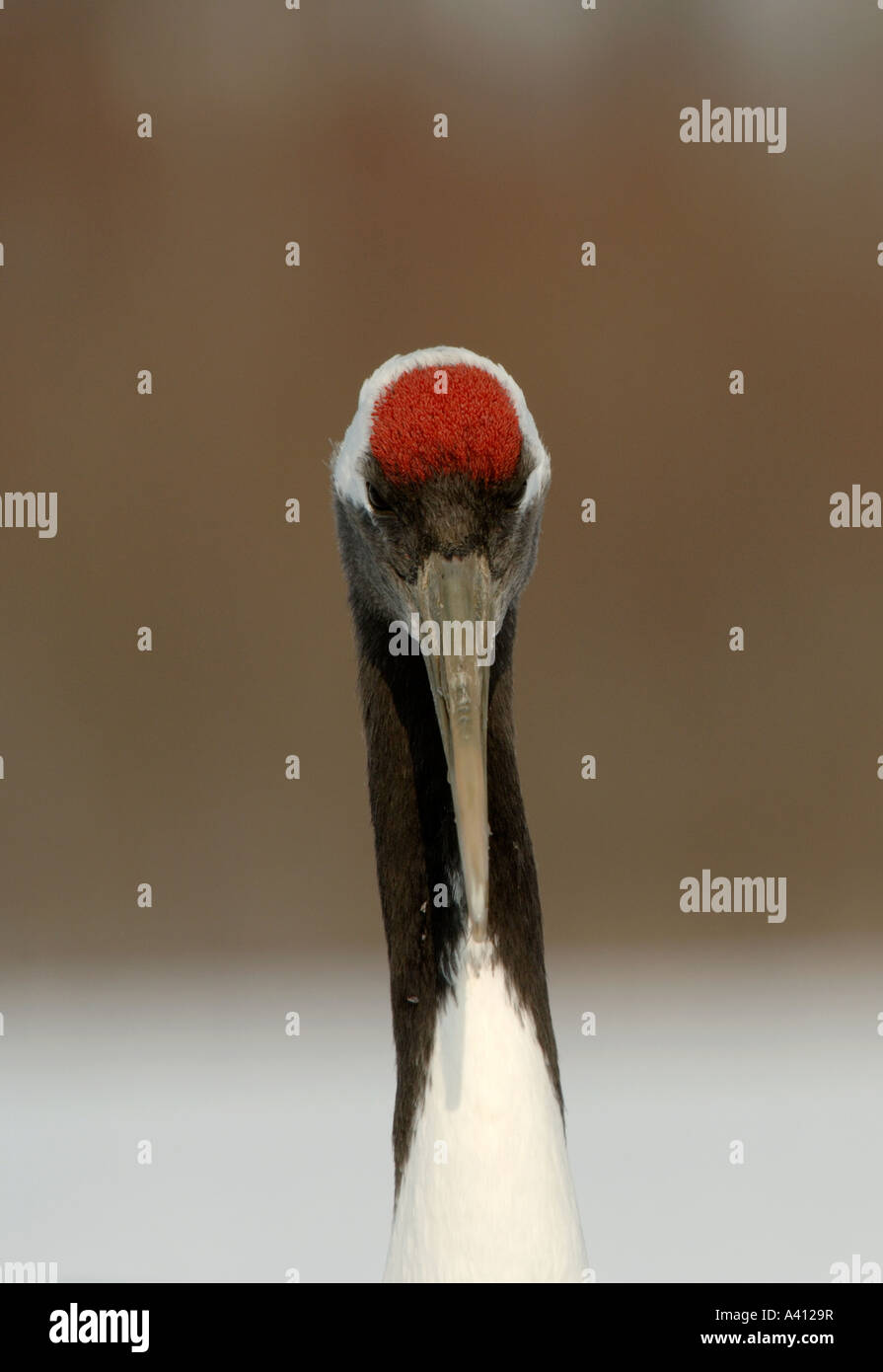 Grue japonaise Grus japonensis head en hiver Hokkaido Japon Février Banque D'Images