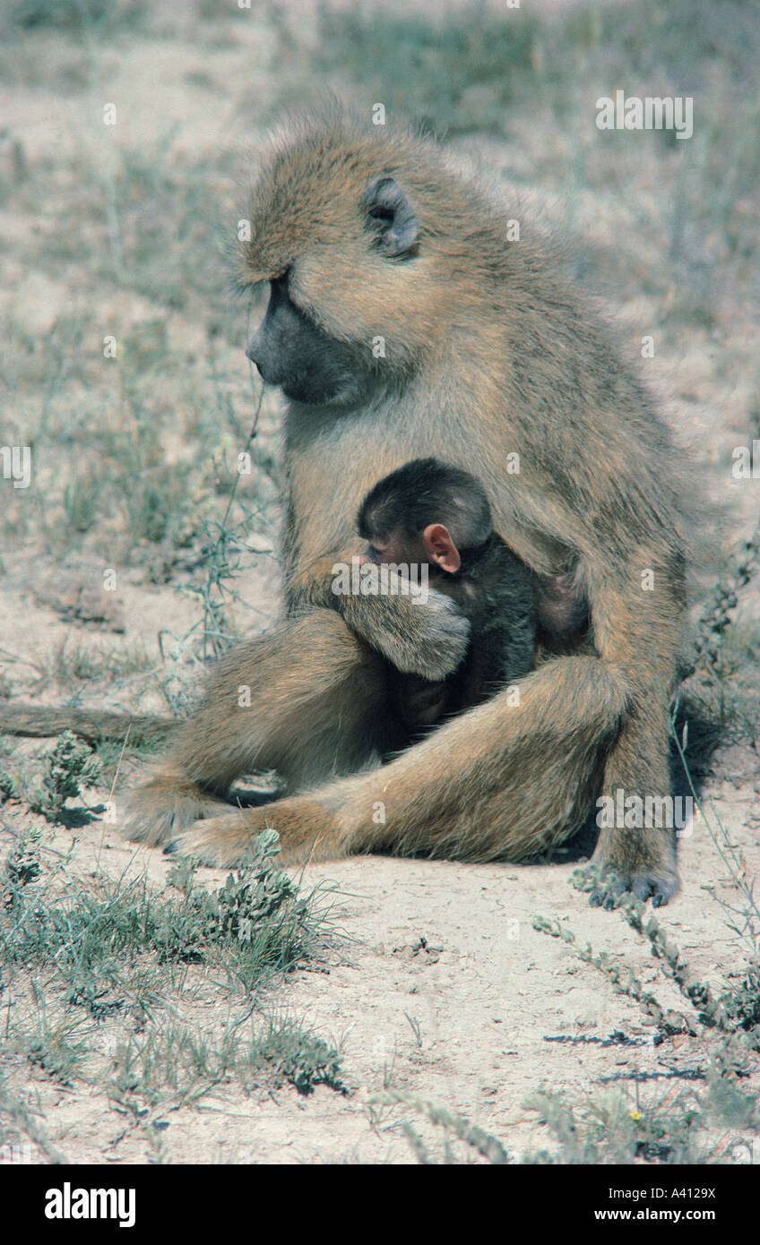 Une tendre scène avec un babouin femelle jaune de câliner son bébé Parc national Amboseli Kenya Afrique de l'Est Banque D'Images