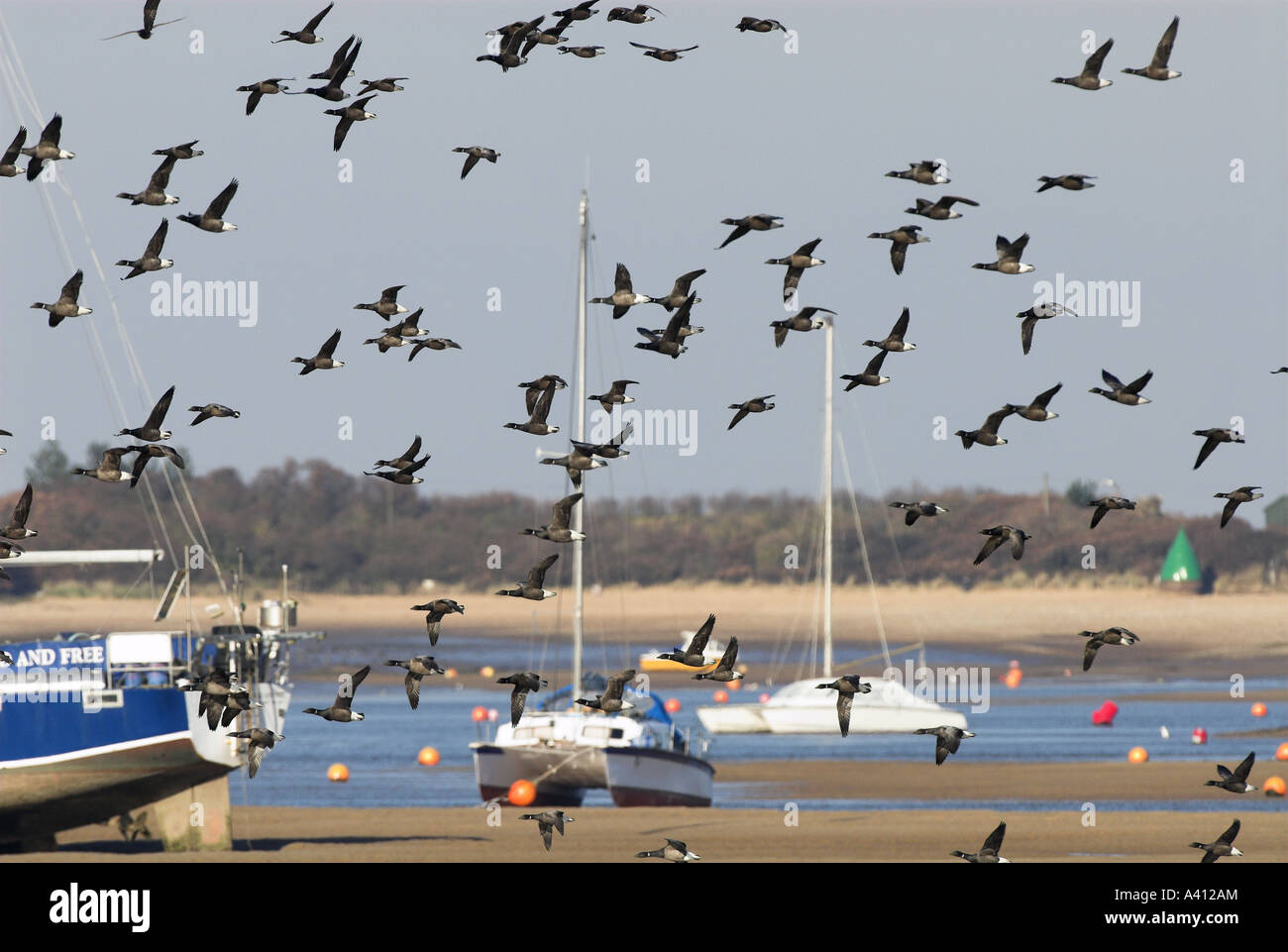 La Bernache cravant Branta bernicla troupeau dans les puits avec l'estuaire du port de plaisance et station de sauvetage Norfolk UK Février Banque D'Images