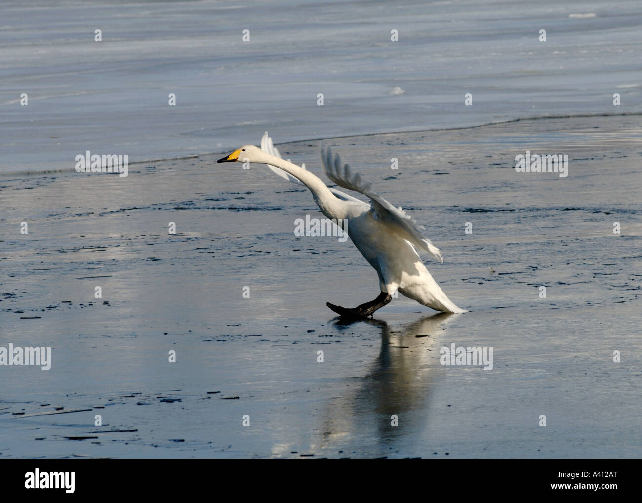 L'atterrissage sur cygne chanteur Cygnus cygnus glace Hokkaido au Japon en hiver Banque D'Images