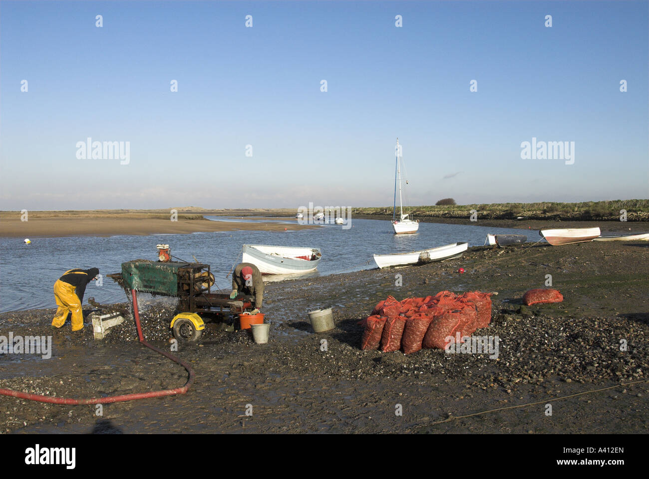 Classement des pêcheurs de moules zébrées dans le port de marée Norfolk UK Banque D'Images