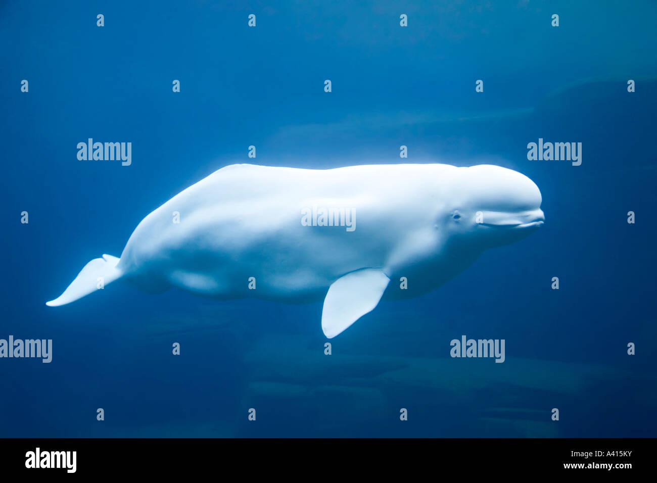 photo image le beluga ou baleine blanche delphinapterus leucas nager sous leau montrant ment le corps remodele lard