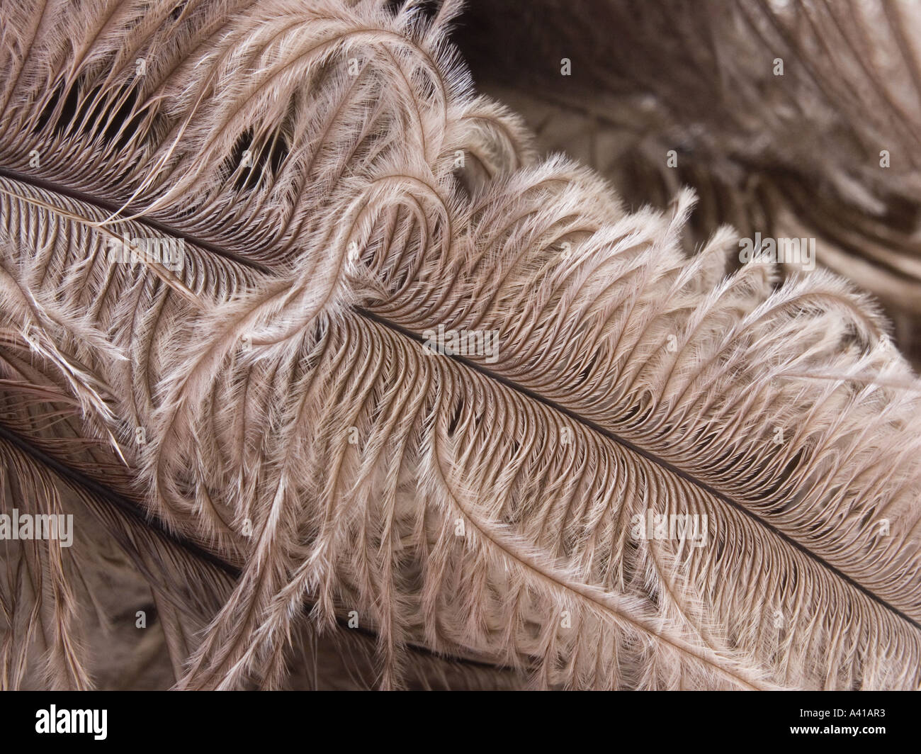 Gros plan d'une plume d'autruche de couleur café allongé sur un lit de plumes d'autres Banque D'Images