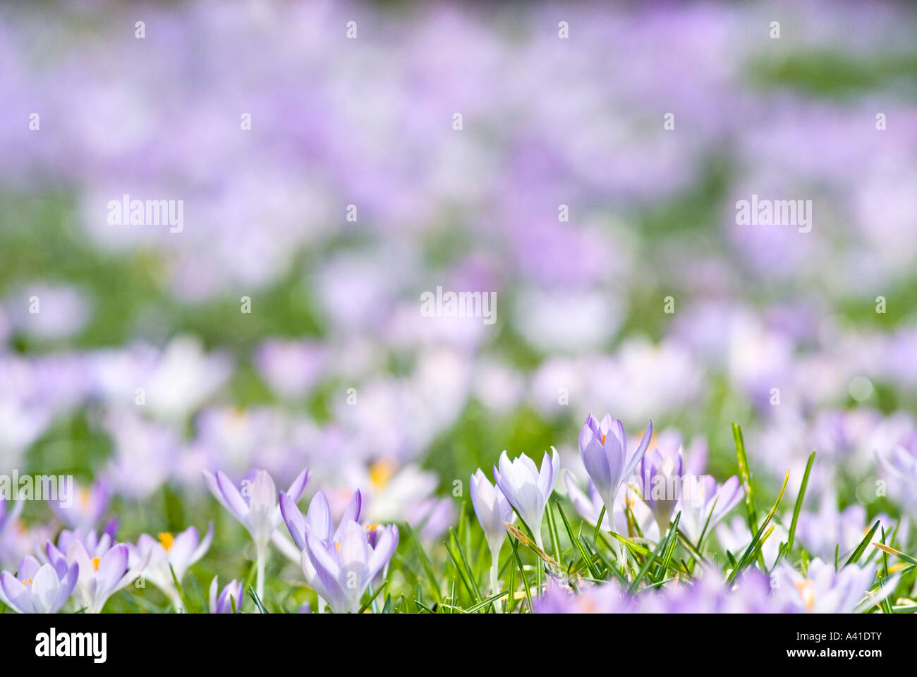 Violet et blanc de printemps de l'Crocusses et Vernus Crocus vernus Crocus vernus Albiflorus Allemagne Banque D'Images