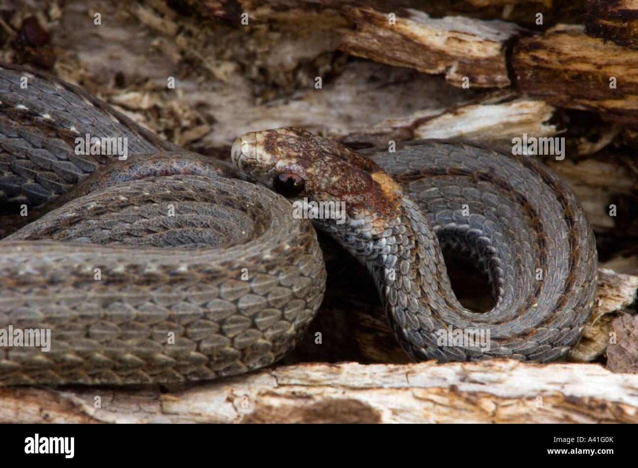 La couleuvre à ventre rouge (Storeria occipitomaculata) Ontario Banque D'Images