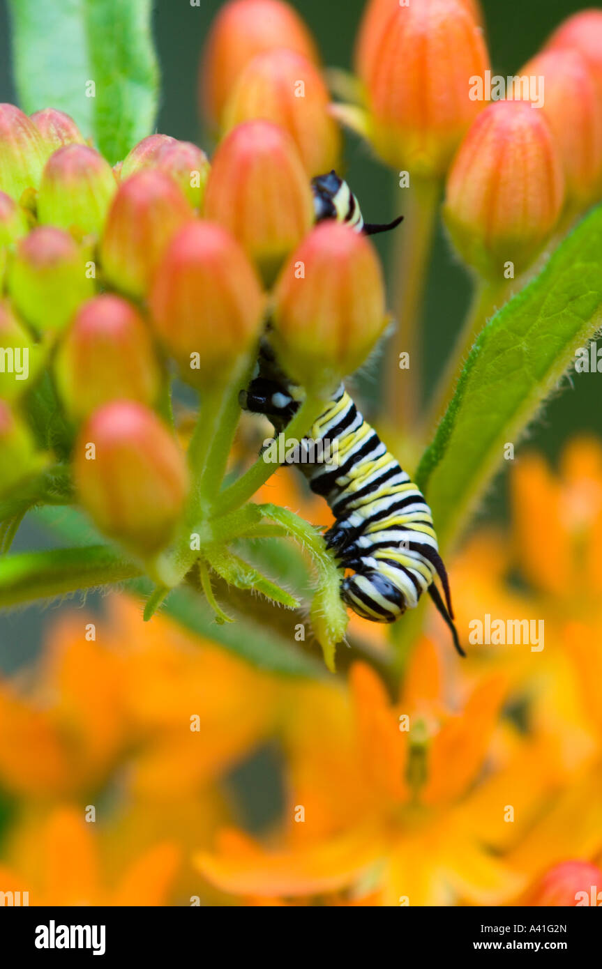 Le monarque (Danaus plexippus) chenille se nourrit de feuilles d'asclépiade commune Ontario Banque D'Images