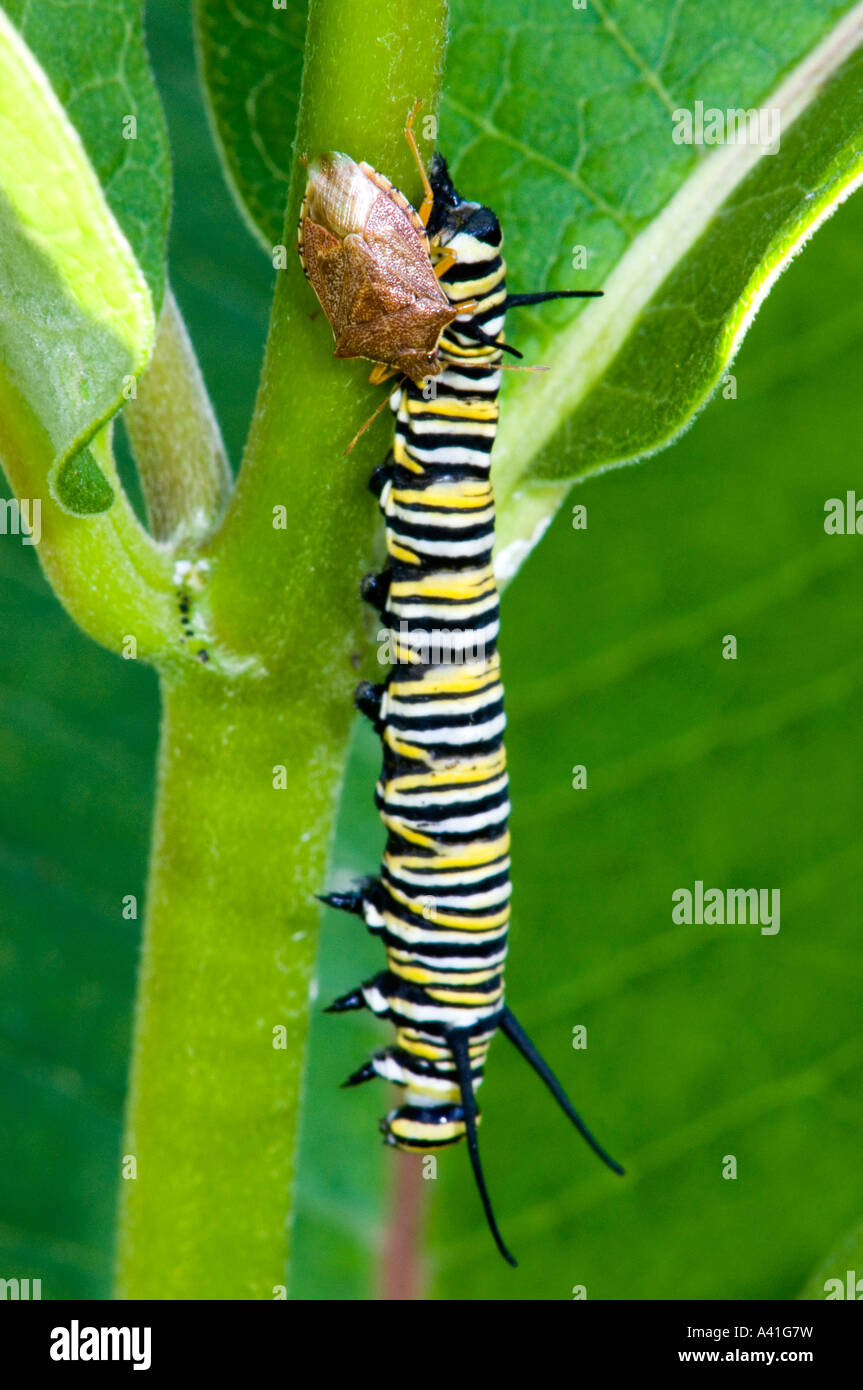 Soldat d'épines (Podisis bug psp) se nourrissant de monarque (Danaus plexippus morts) Ontario Caterpillar Banque D'Images
