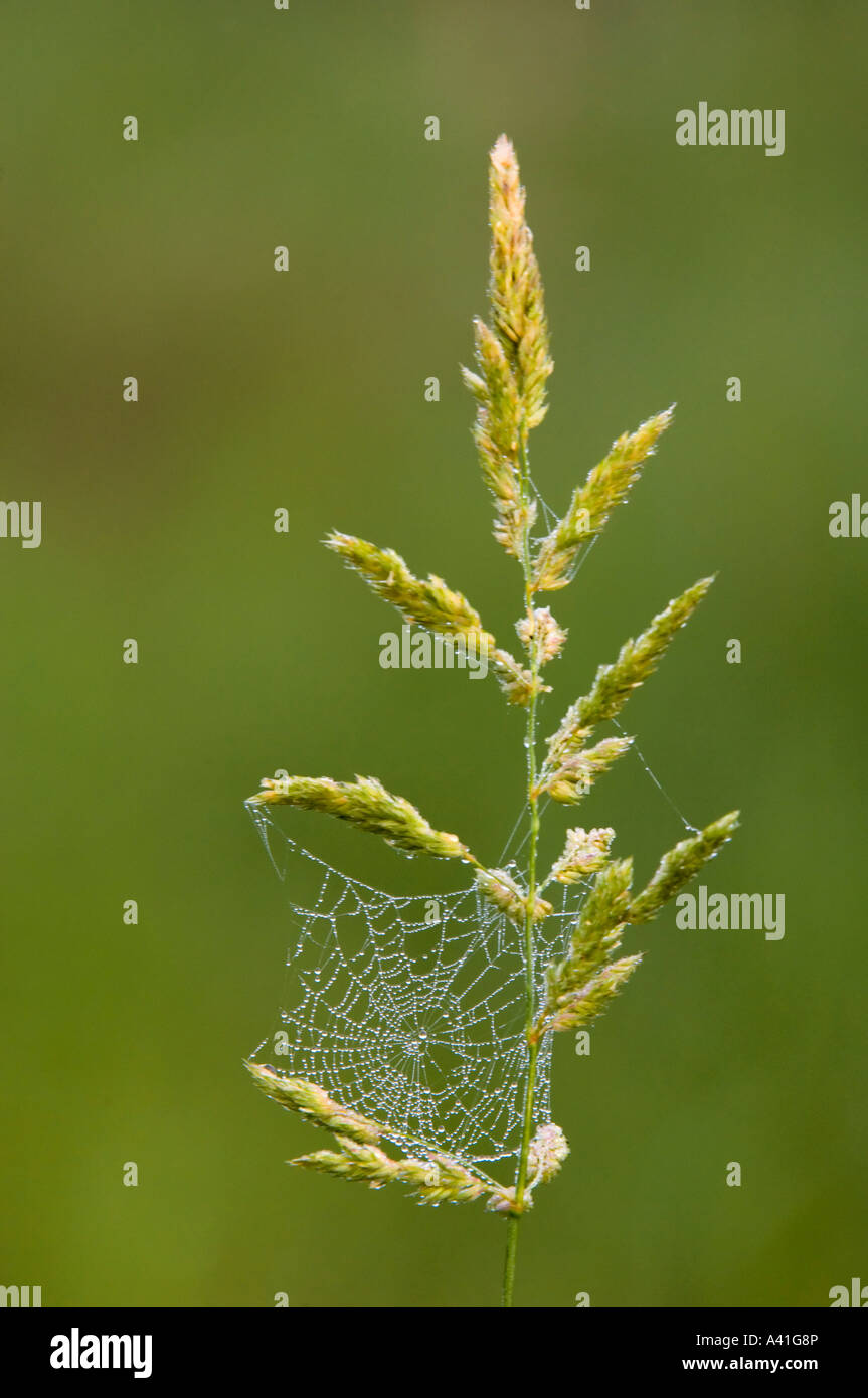 Petit orb weaver web avec la rosée sur l'herbe de l'Ontario capitule. Banque D'Images