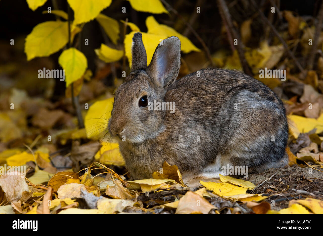 Nuttalls Nuttall (Sylvilagus nuttallii) tombé de manger les feuilles de peuplier à l'automne écrit le parc provincial de la pierre, de l'Alberta, Canada Banque D'Images