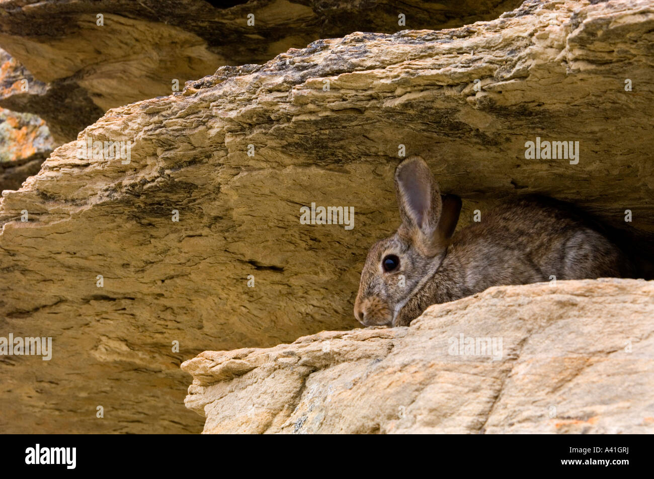 Nuttalls Nuttall (Sylvilagus nuttallii) tombé de manger les feuilles de peuplier à l'automne écrit le parc provincial de la pierre, de l'Alberta, Canada Banque D'Images