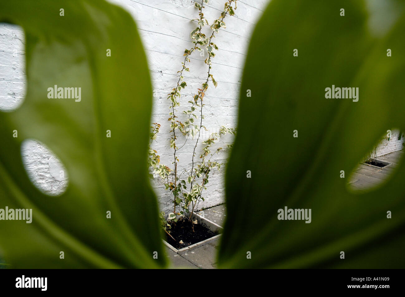 Mur d'escalade à feuilles vert palnt vue à travers les feuilles décoratives d'un cheesplant Banque D'Images