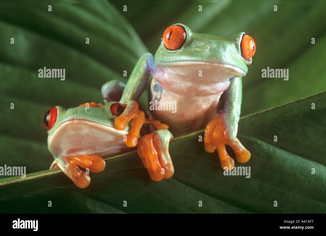 Red eyed tree frogs Banque D'Images