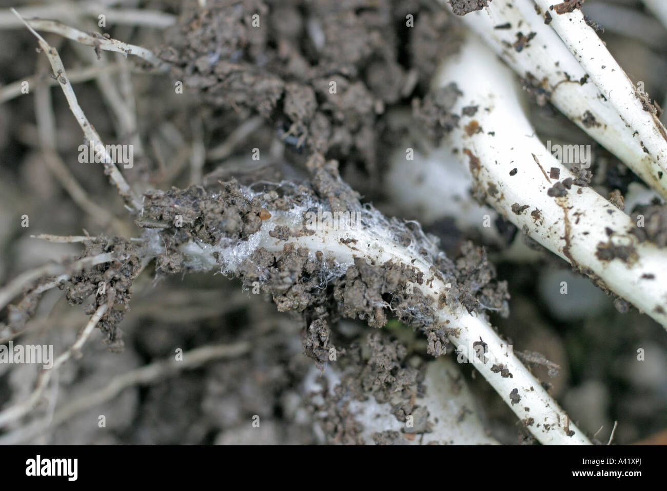 La pourriture blanche de l'OIGNON Sclerotium cepivorum AUTOUR DE LA BASE DE L'OIGNON SALADE Banque D'Images