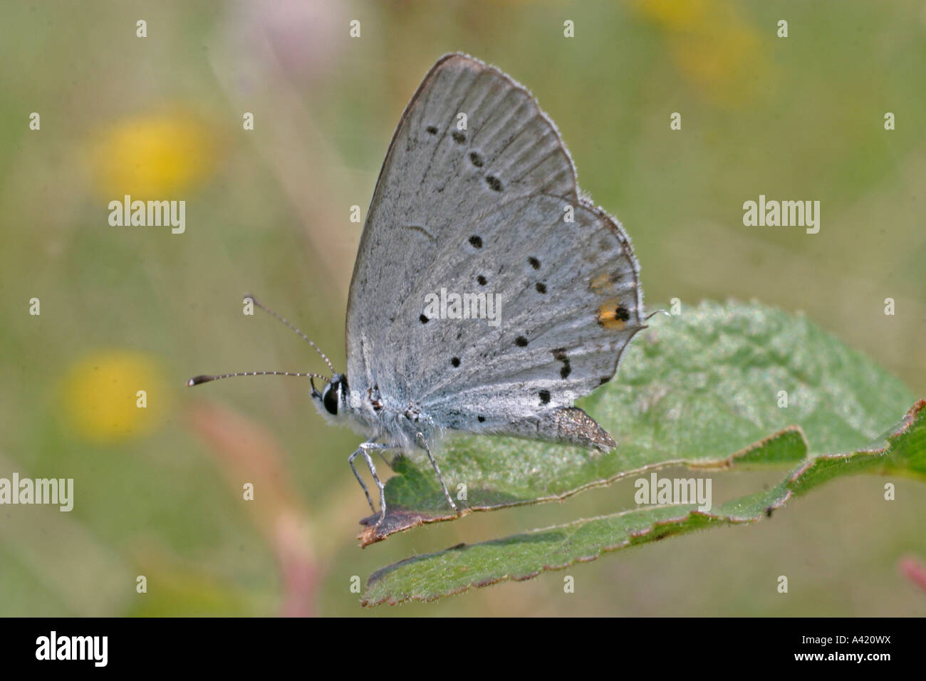 Queue courte LEPTOTES PIRITHOUS BLEU MÂLE, AILES SV reste fermé Banque D'Images