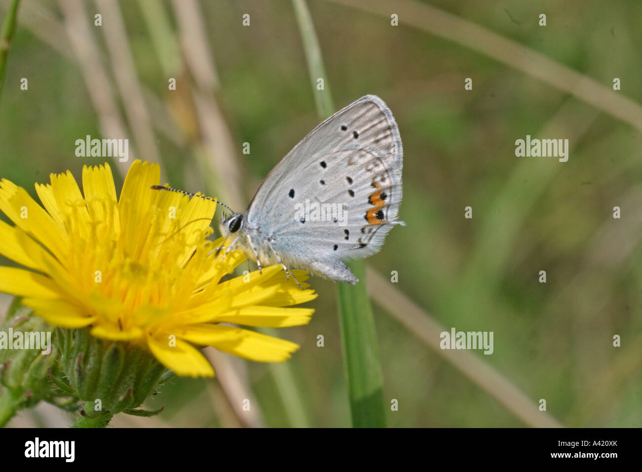 Court-TAILED BLUE LEPTOTES PIRITHOUS EN TENANT LES AILES MÂLE NECTAR SV FERMÉ Banque D'Images