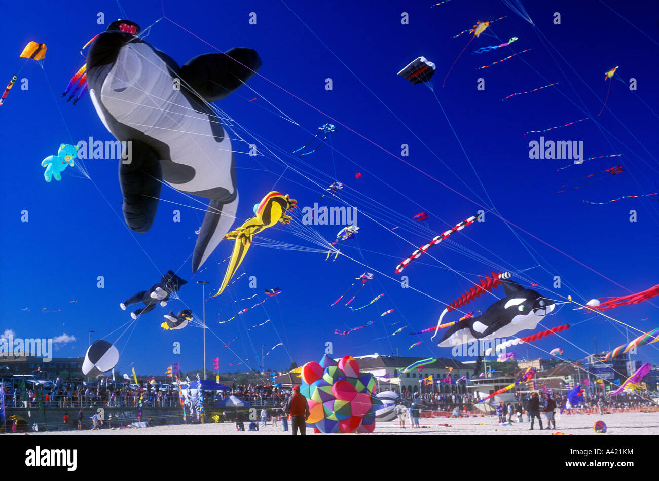 Cerfs-volants sur la plage de Bondi, à Sydney, Australie Banque D'Images