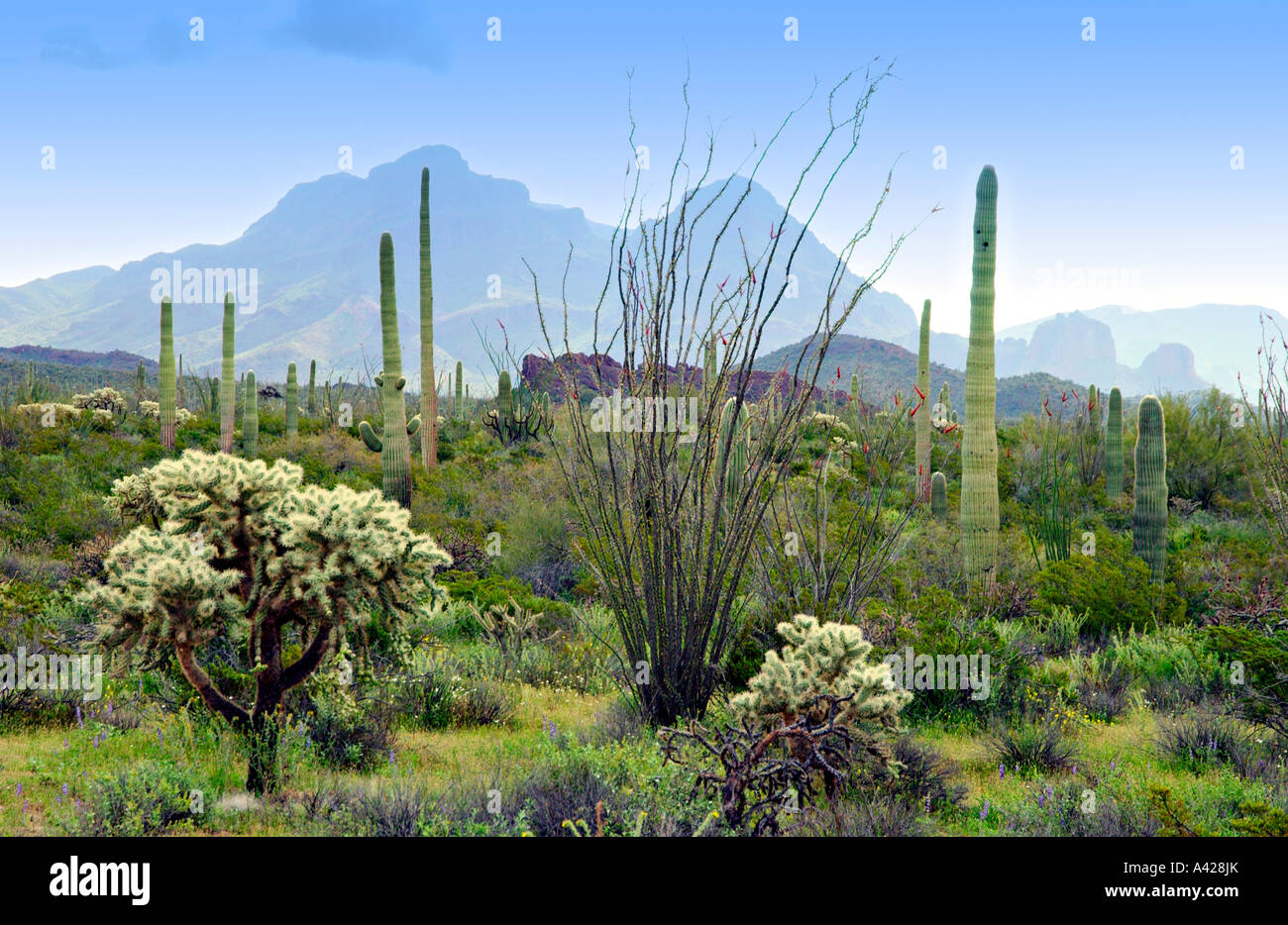 Jardin de cactus en Cactus tuyau d'Organe National Monument Arizona USA Banque D'Images
