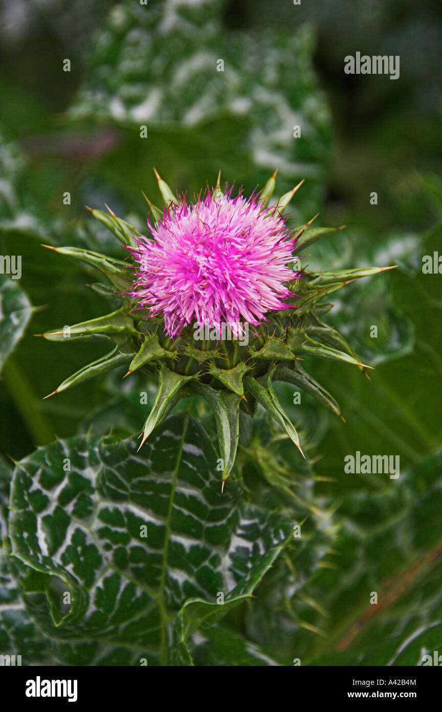 Un gros plan de la fleur pourpre du chardon béni dans les jardins Anglais à Winnipeg Manitoba Canada Banque D'Images