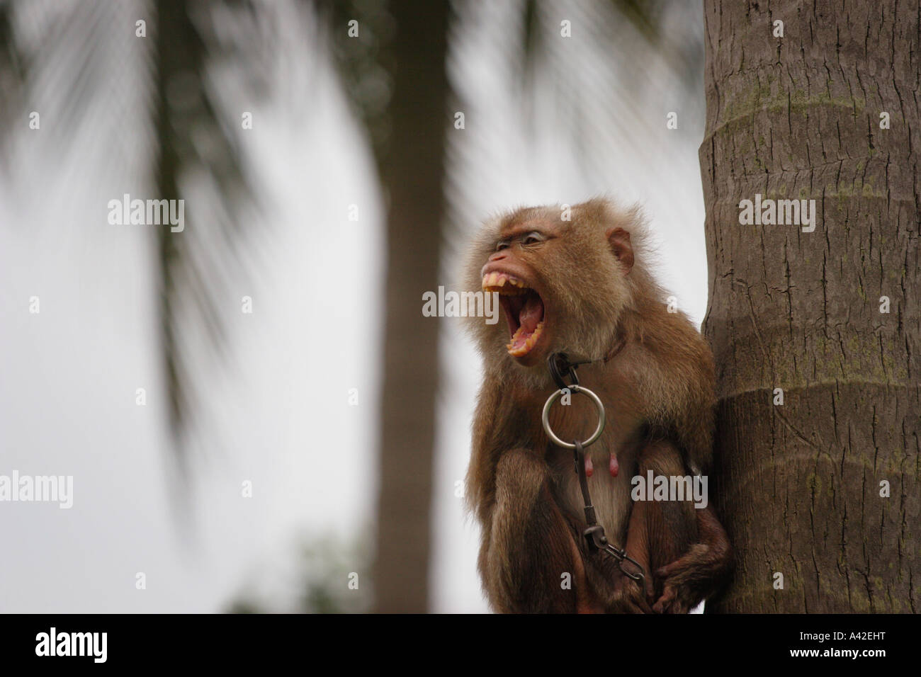 Singe Macaque utilisé comme préparateur de coco, Ko Samui, Thaïlande Banque D'Images