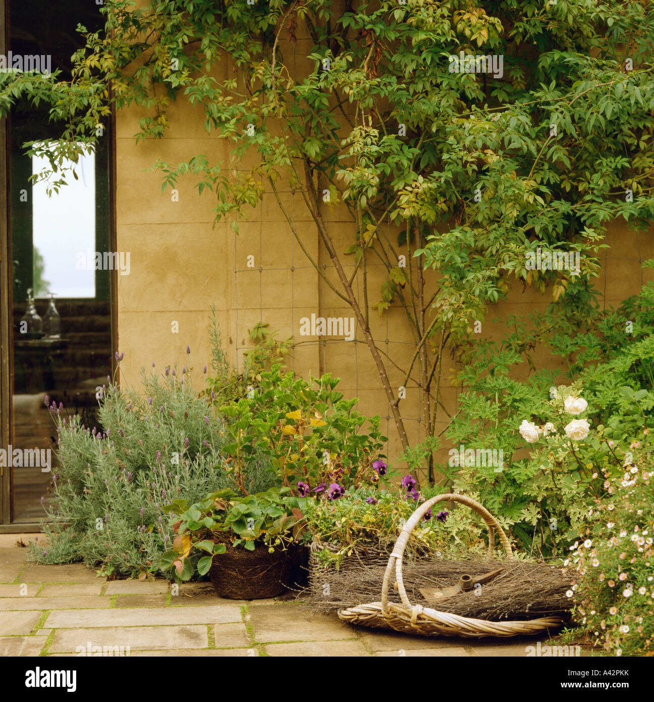 Willow trug à côté des herbes et plantes d'été dans la région de frontière, en face du mur de la maison avec petit arbre Banque D'Images