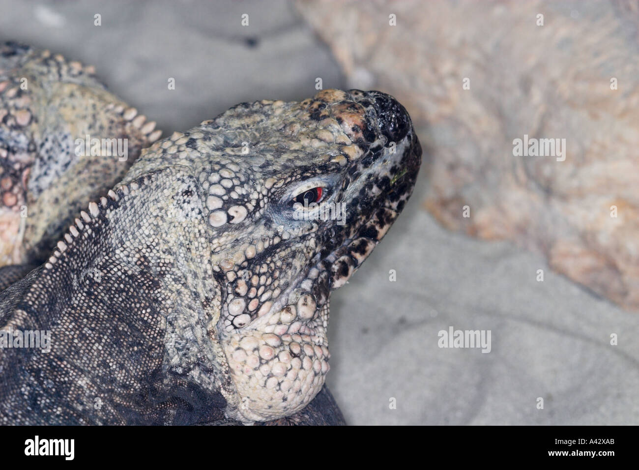 L'île d'Exuma Iguana Banque D'Images