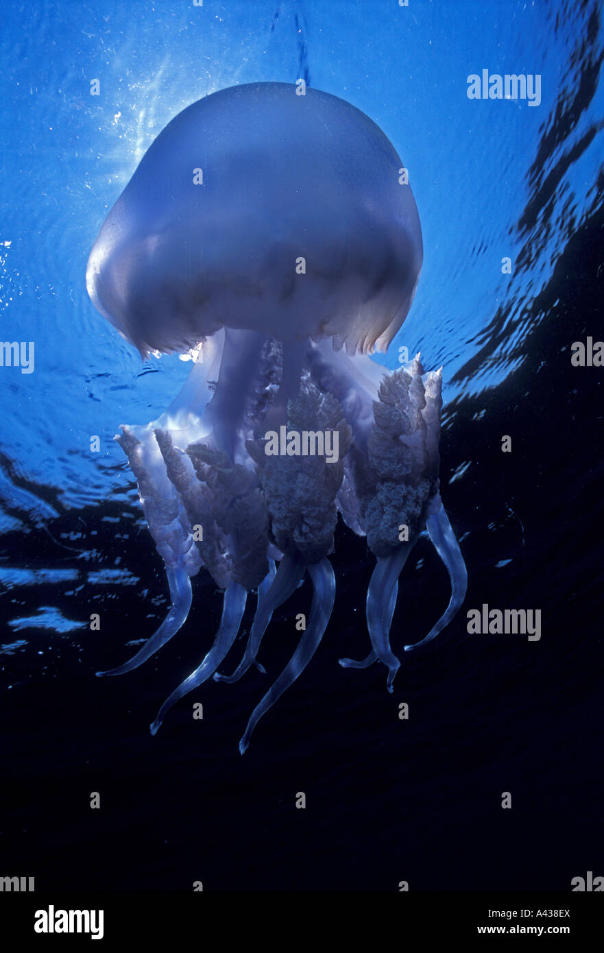 Les méduses Rhizostoma pulmo, Ayvalik, Turquie. Banque D'Images