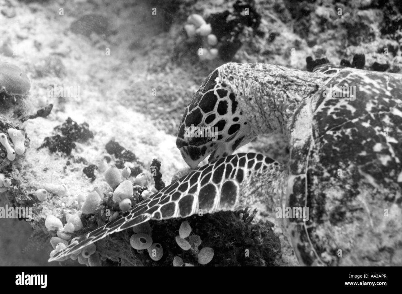 Une tortue à la recherche de nourriture sur les récifs coralliens de l'Océan Indien. Banque D'Images
