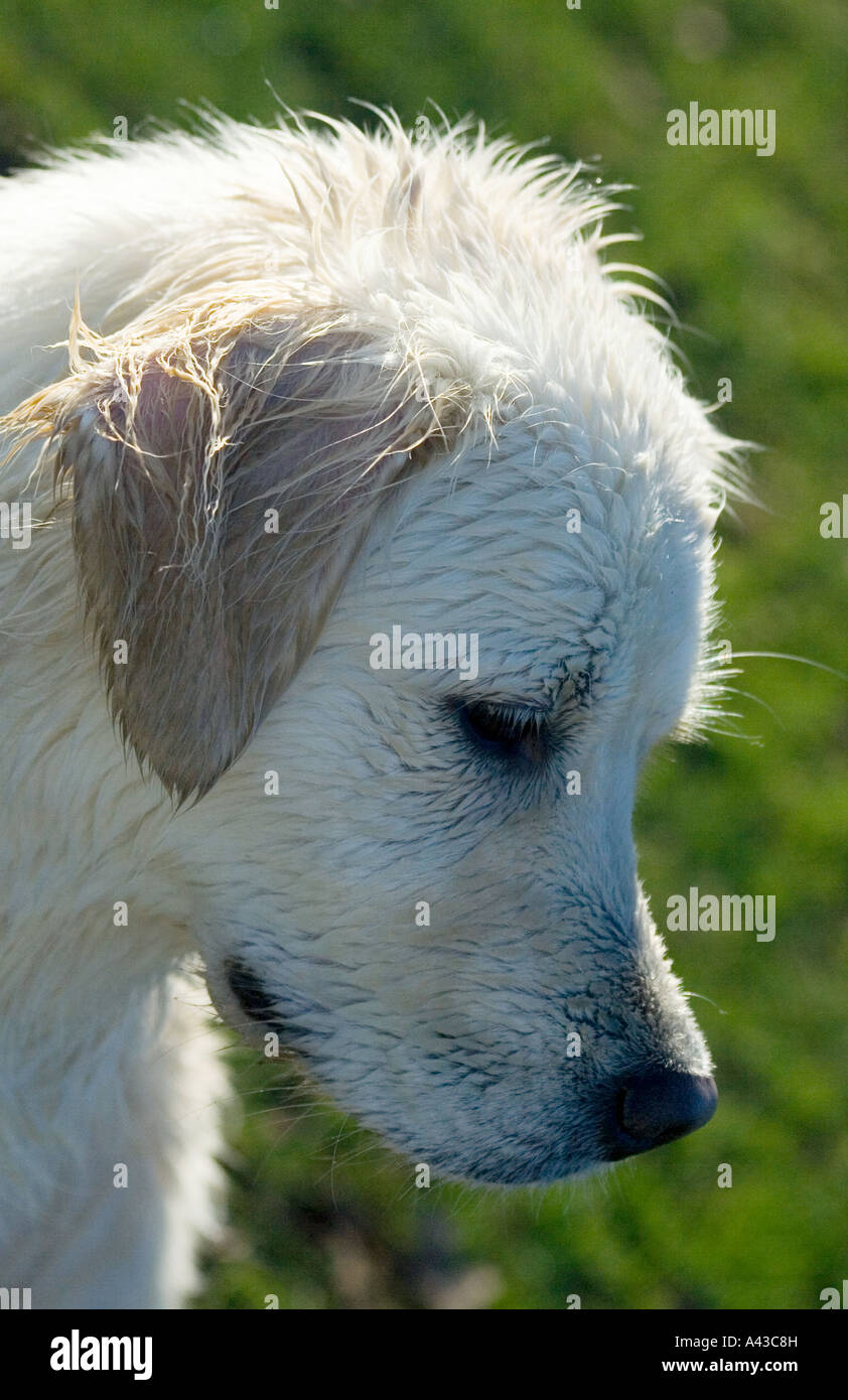 Chien à la recherche vers le bas. Banque D'Images