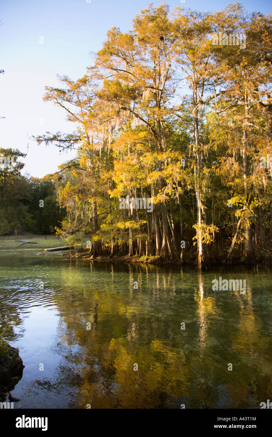 Les feuilles d'automne réfléchir sur la surface de Manatee Springs près de Chiefland, Floride Banque D'Images