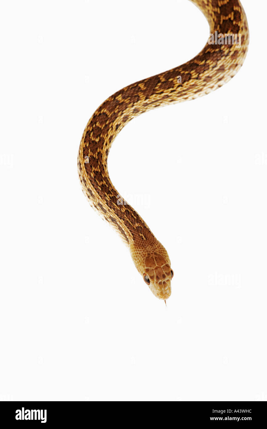 San Diego Couleuvre Pituophis melanoleucus annectens Ouest Distribution United States Banque D'Images