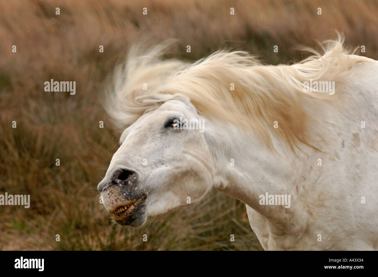 Cheval Blanc Camargue Camargue France Avril Banque D'Images