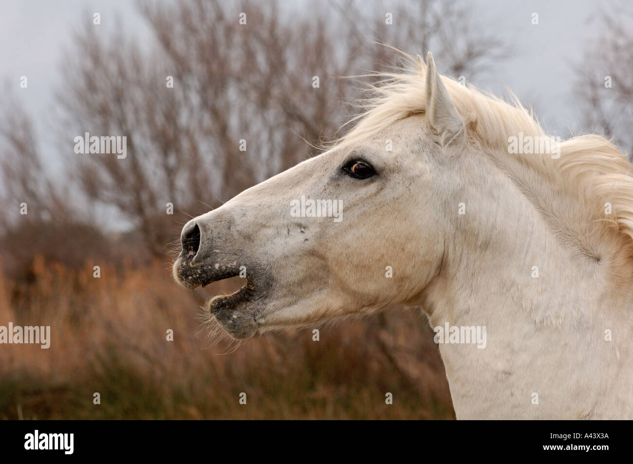 Cheval Blanc Camargue Camargue France Avril Banque D'Images