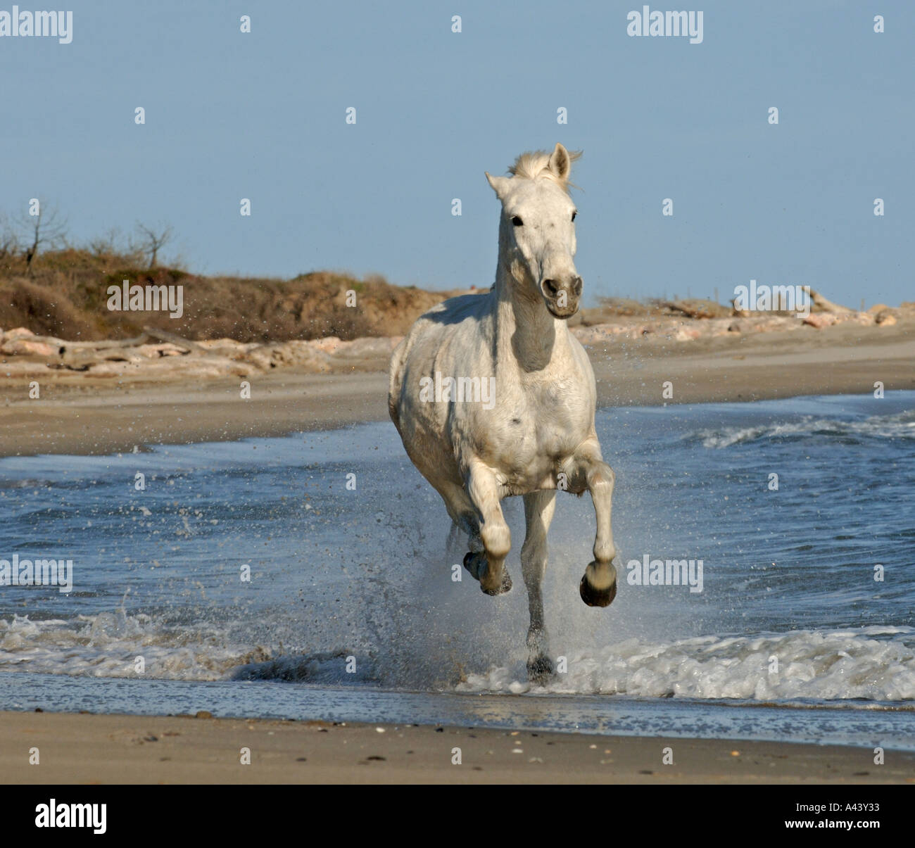 Cheval Blanc Camargue Camargue France Avril Banque D'Images