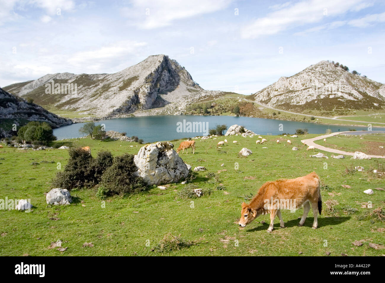 Lac de l'énol de montagnes PICOS DE EUROPA, au nord de l'Espagne Banque D'Images