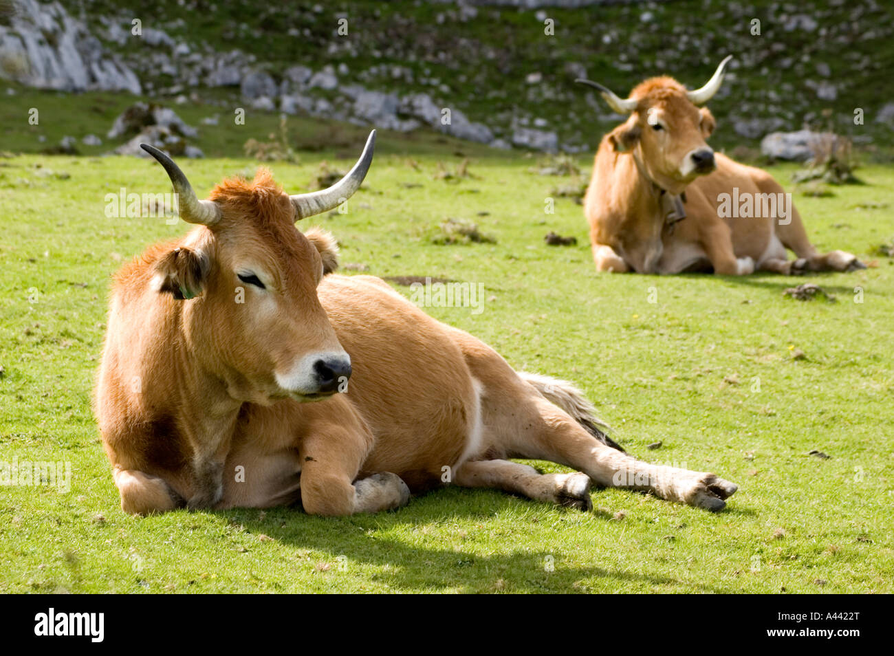 Le bétail dans les PICOS DE EUROPA, au nord de l'Espagne Banque D'Images