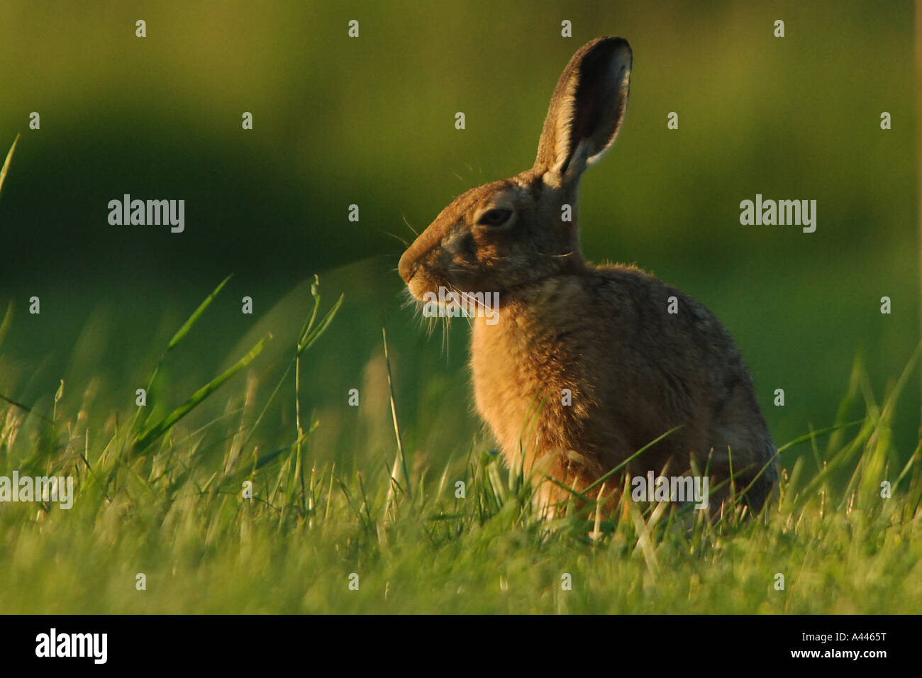 Un lièvre se trouve dans le soleil couchant dans un champ dans le Wiltshire. Banque D'Images