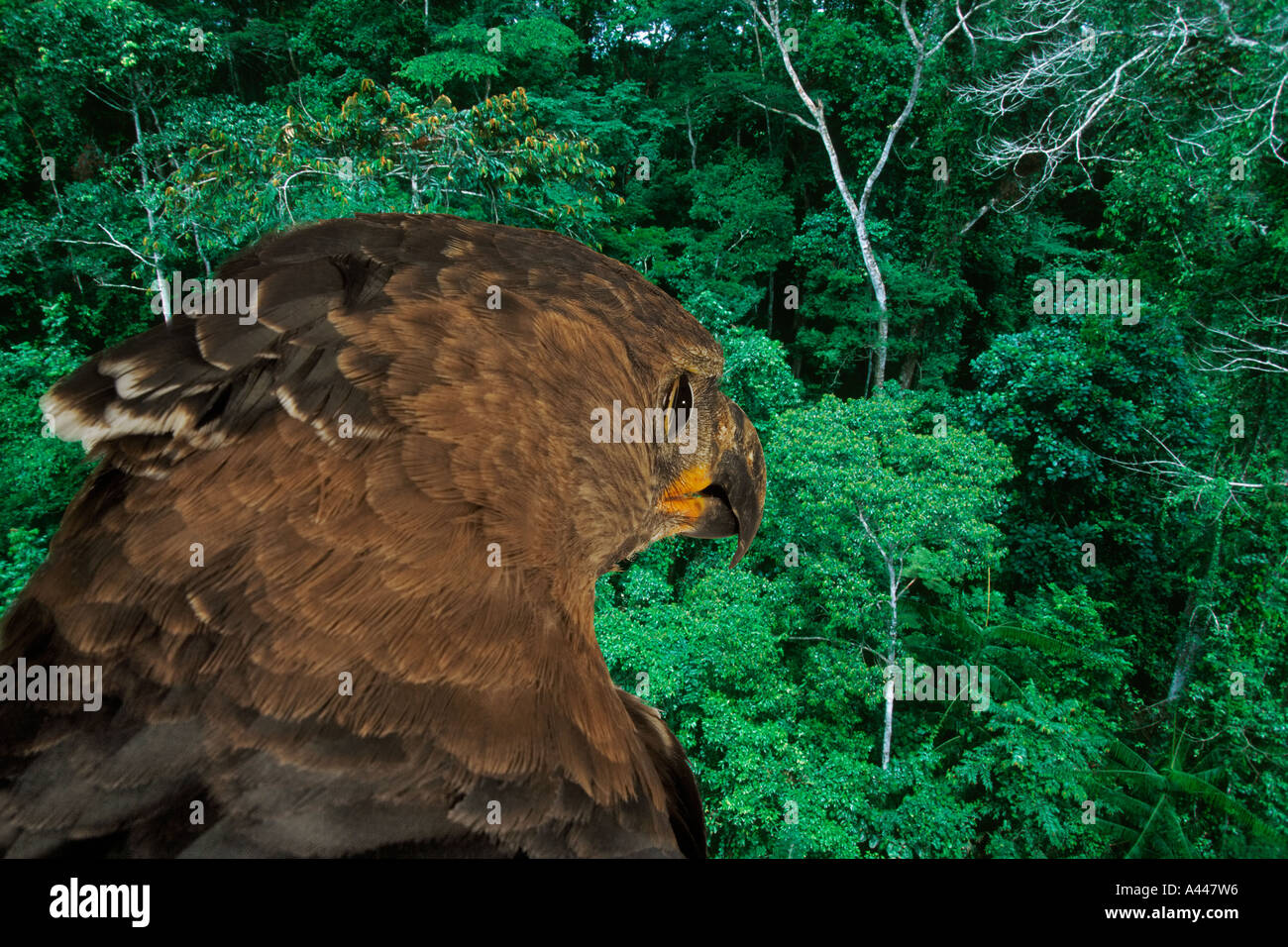 Aigle couronné Stephanoaetus coronatus oiseaux carnivores qui se nourrit de petits mammifères. La distribution au Mozambique et en Afrique du Sud. Banque D'Images