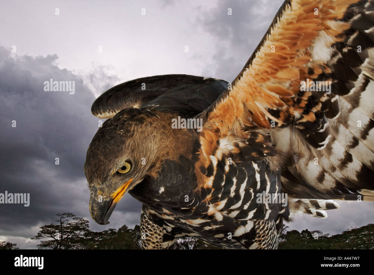 Aigle couronné Stephanoaetus coronatus oiseaux carnivores qui se nourrit de petits mammifères. La distribution au Mozambique et en Afrique du Sud. Banque D'Images