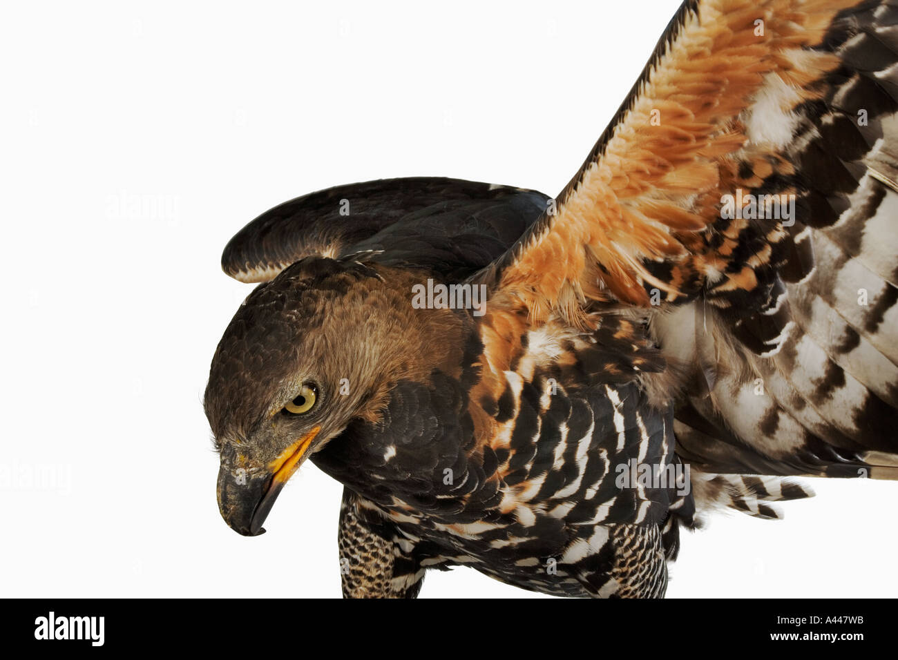Aigle couronné Stephanoaetus coronatus oiseaux carnivores qui se nourrit de petits mammifères. La distribution au Mozambique et en Afrique du Sud. Banque D'Images