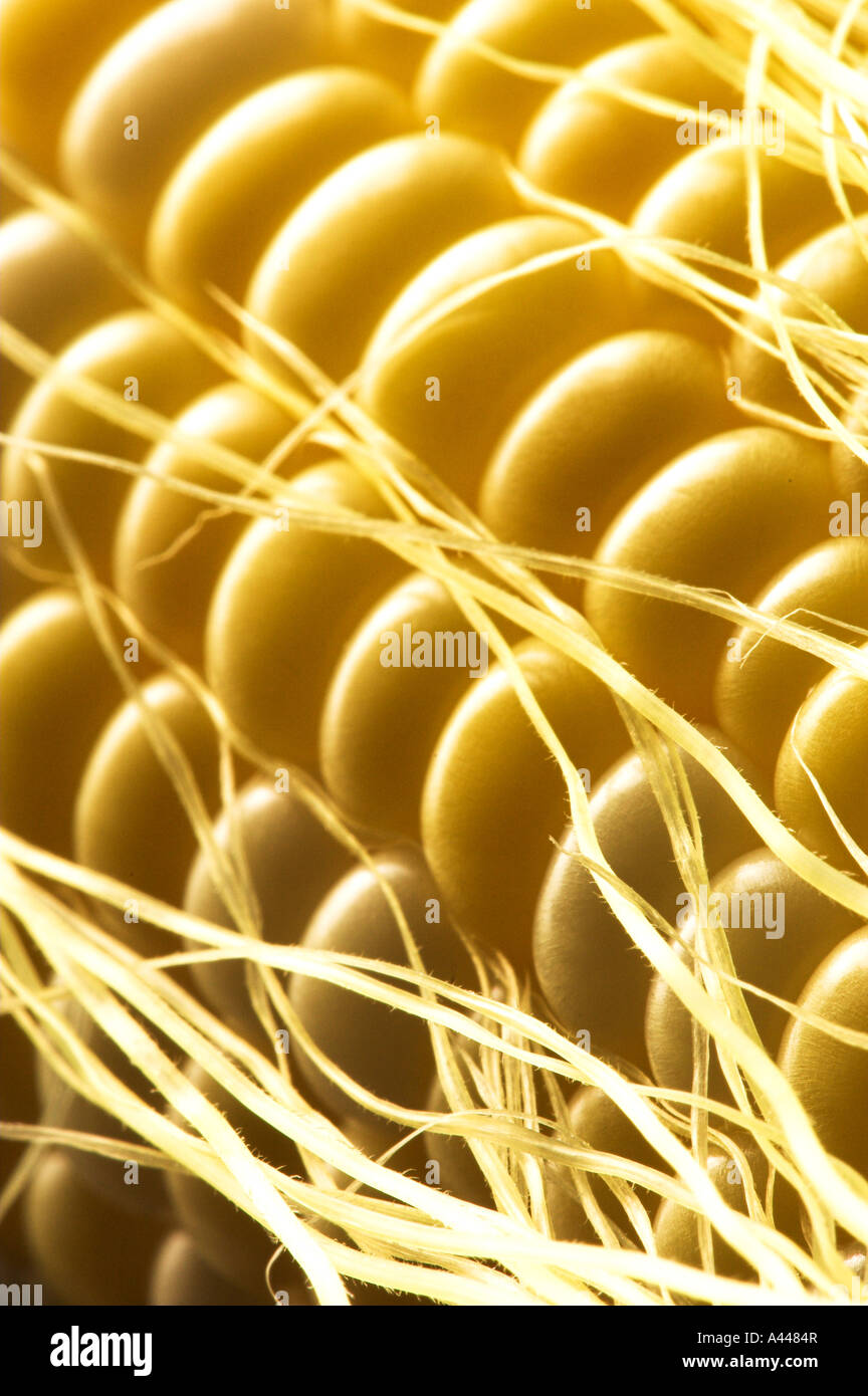 Vue rapprochée de maïs sucré et de soie jaune Banque D'Images