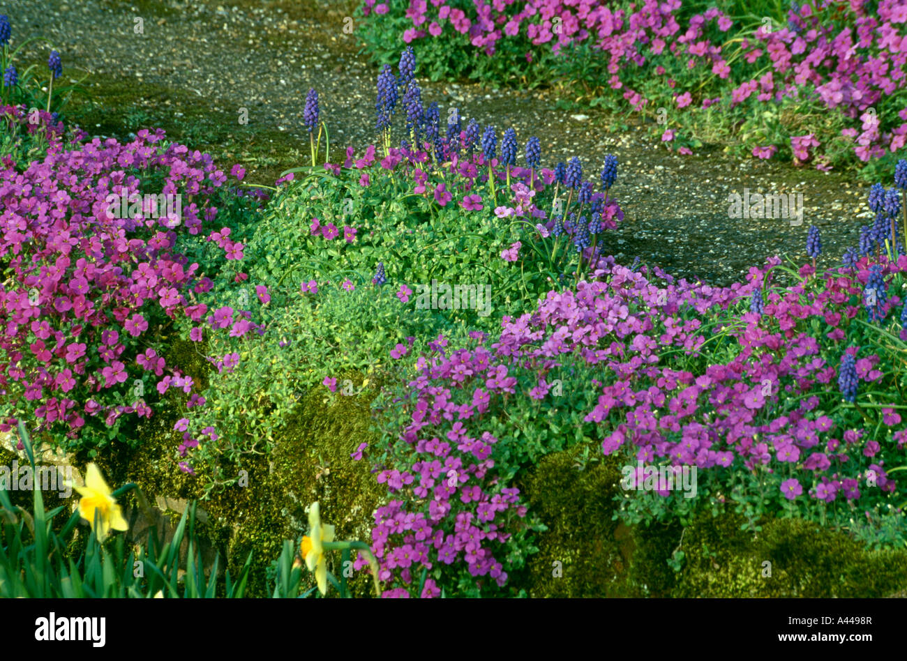Close-up de printemps jardin de rocaille avec muscaris bleus et violets aubretia Banque D'Images