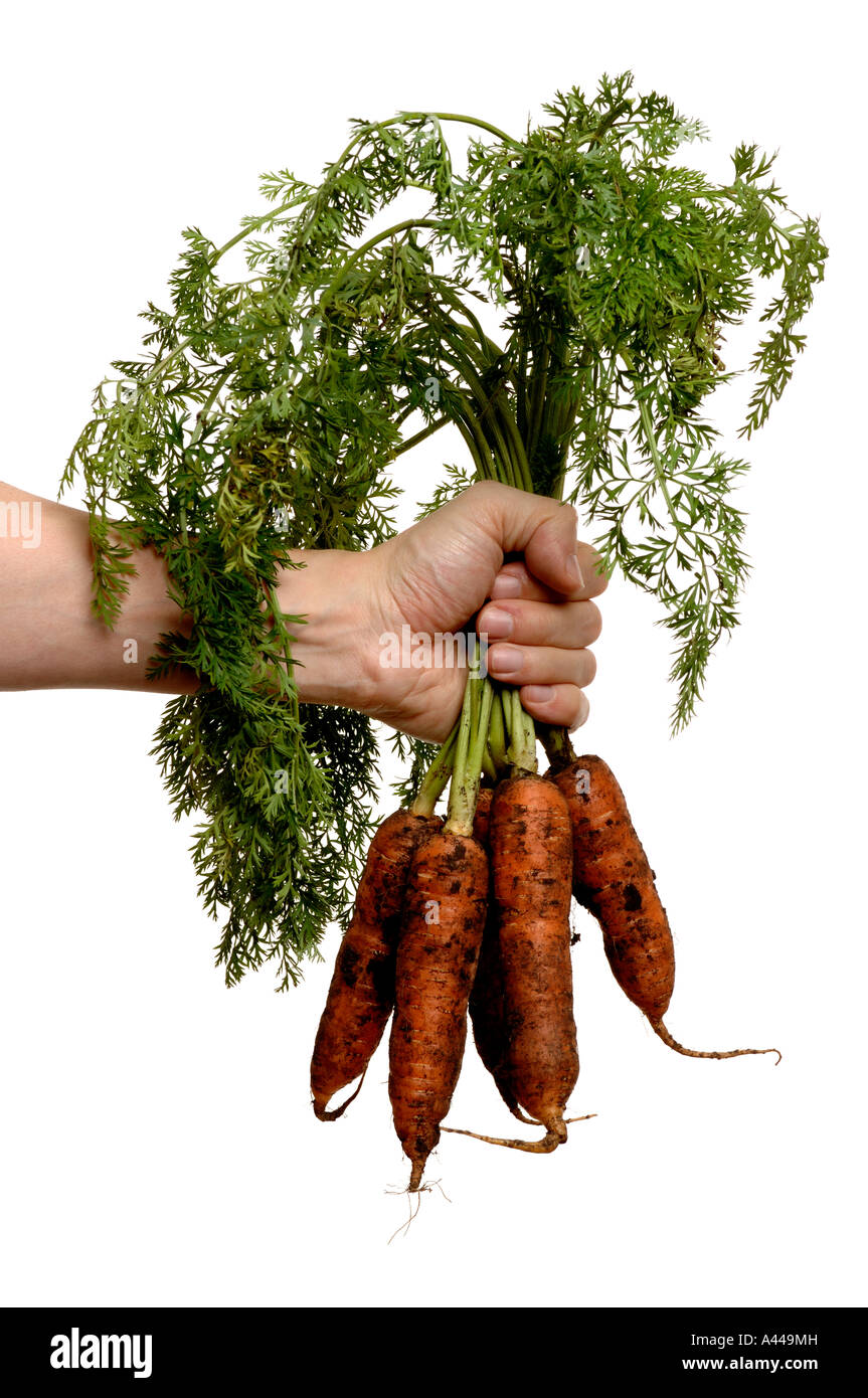 Hand holding carrots Banque D'Images