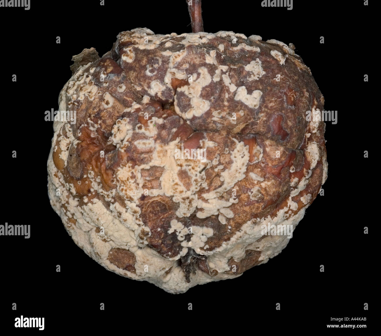 Pourriture brune blafarde champignon sur pomme fruit de la Suède Banque D'Images