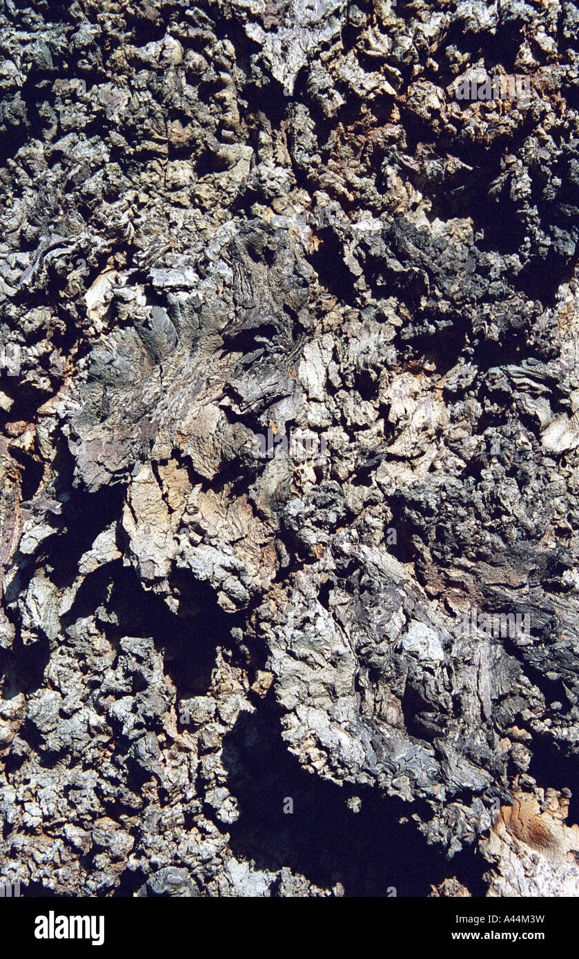 L'écorce des arbres, Bold Street, Manchester, Angleterre, hiver 2006-2007 Banque D'Images