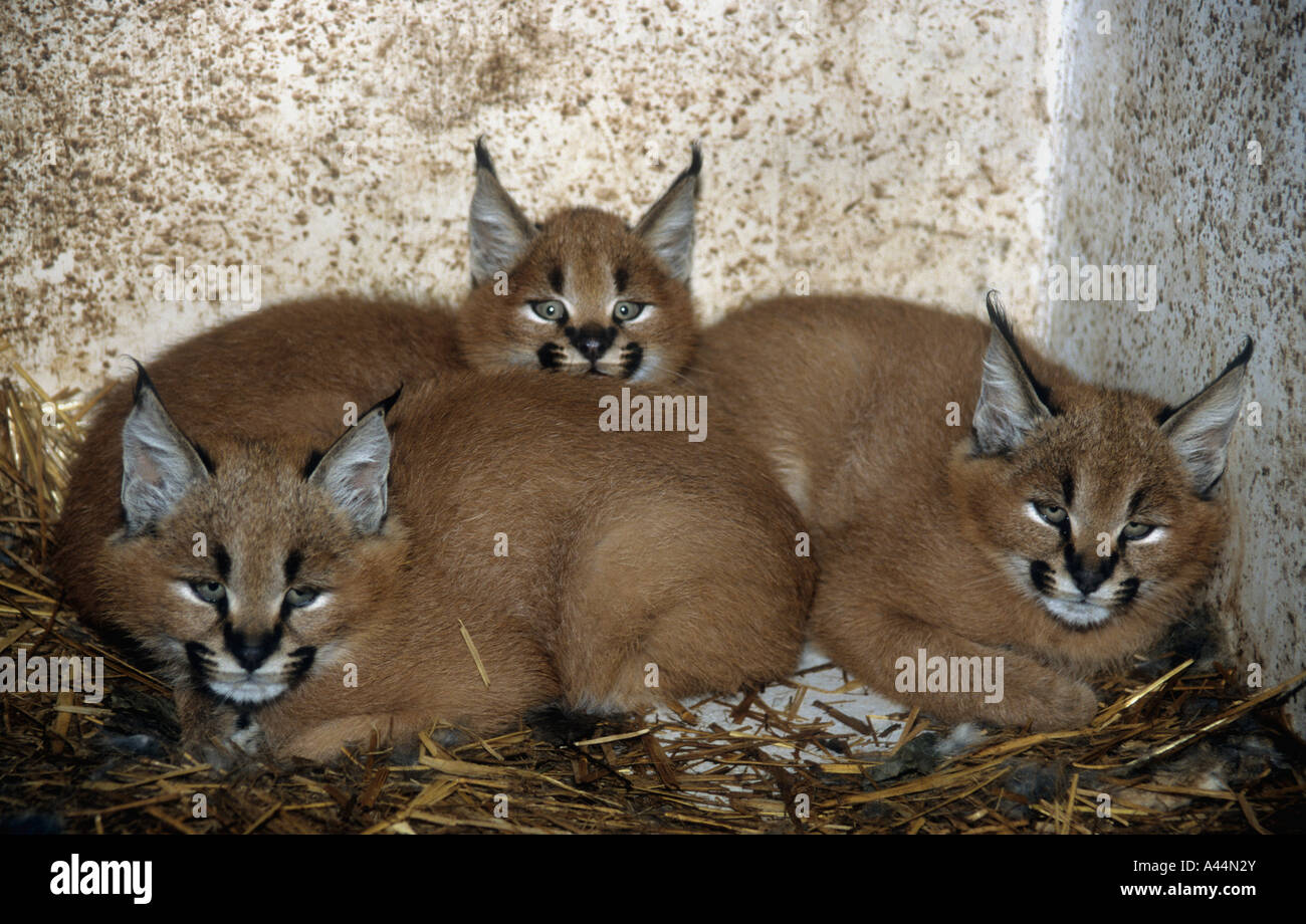 Chatons Lynx Caracal en captivité (Felis caracal), une espèce en voie de disparition. Banque D'Images
