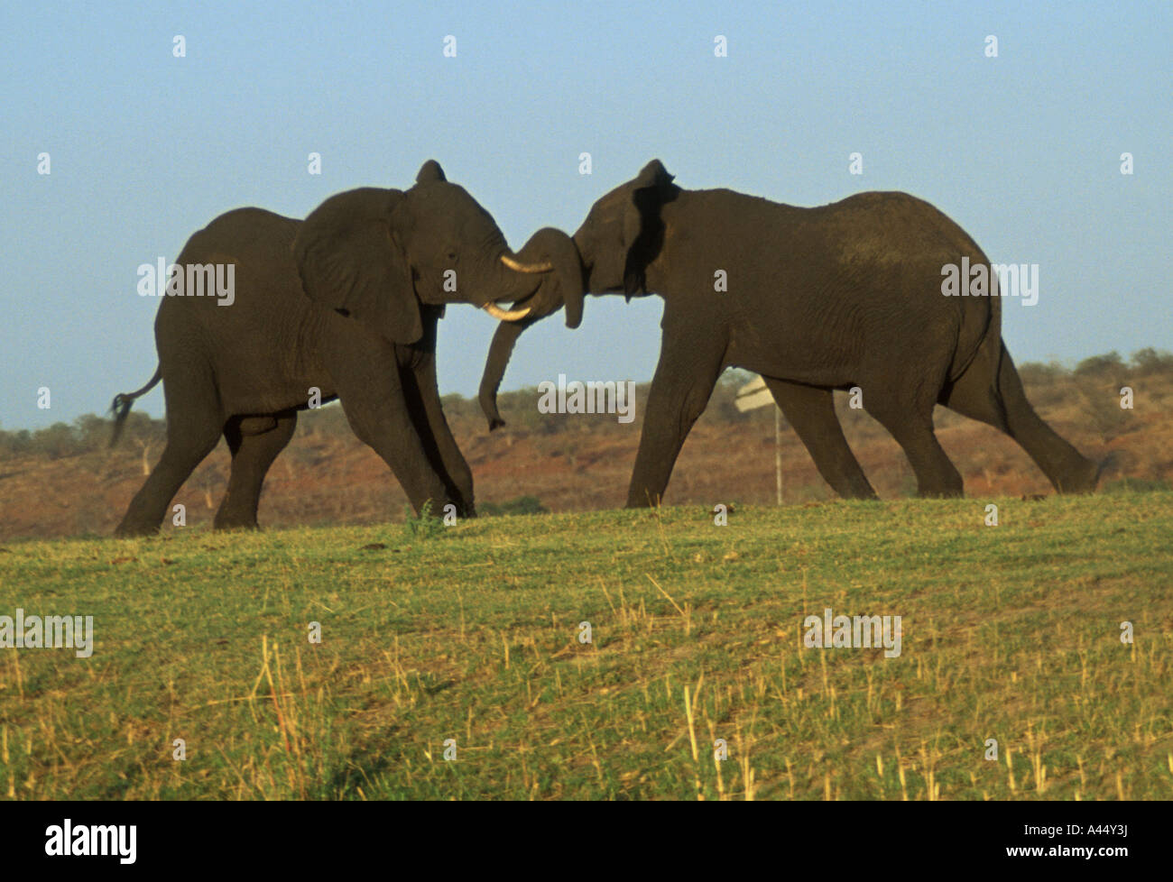 Une bataille de l'après-midi le long de la rivière Chobe au Botswana Banque D'Images