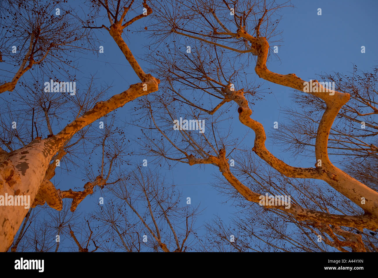 Arbres ordinaire éclairées par des lampadaires à Piazza Napoleone de nuit Lucca Toscane Italie Banque D'Images