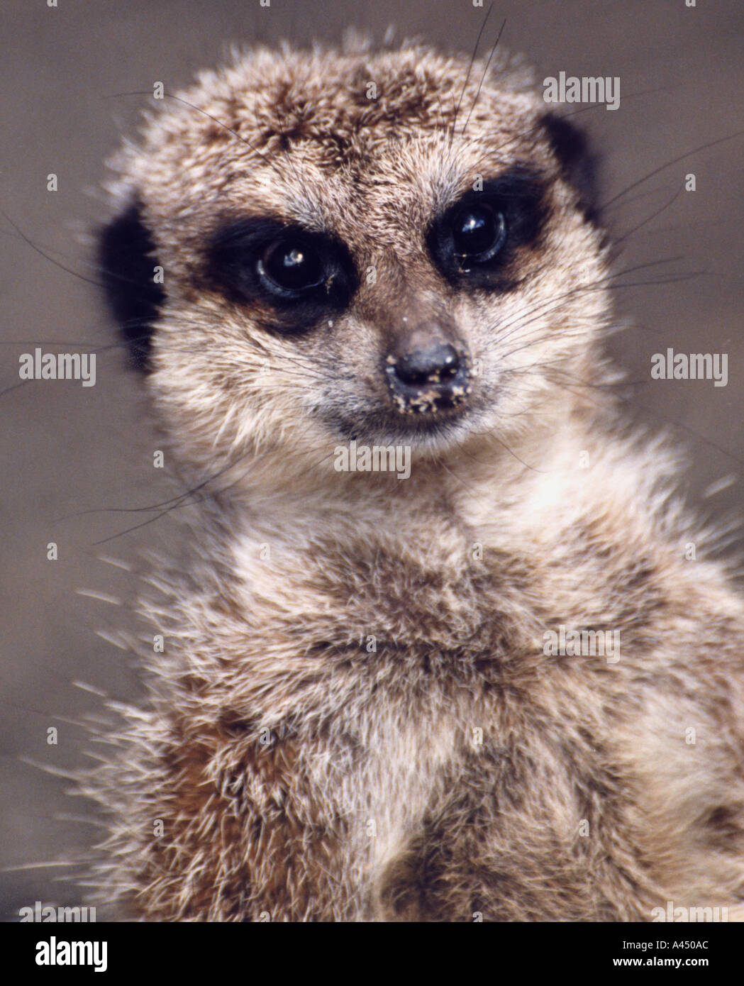 Meerkat se tenant à la garde au zoo de Paignton, dans la ville de Paignton South Devon England GB 2002 Banque D'Images